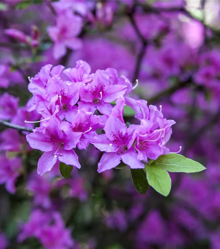 Vorfrühlingsrhododendron 'Praecox'