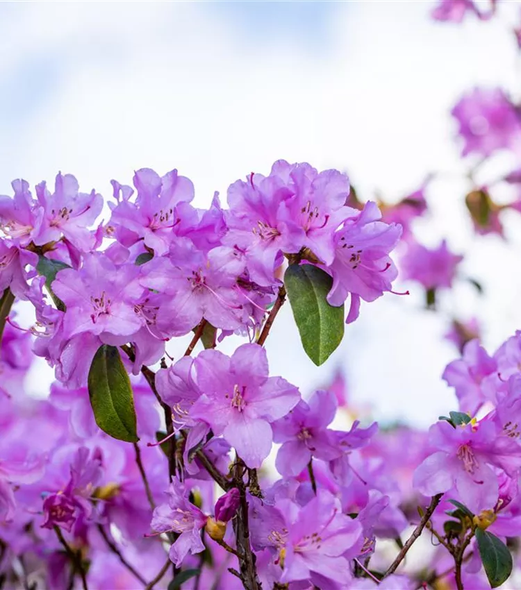 Vorfrühlingsrhododendron 'Praecox'