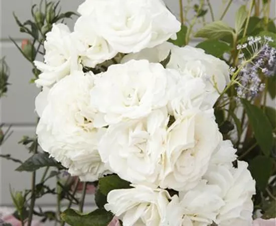 Rosa 'Baby Schneewittchen'®