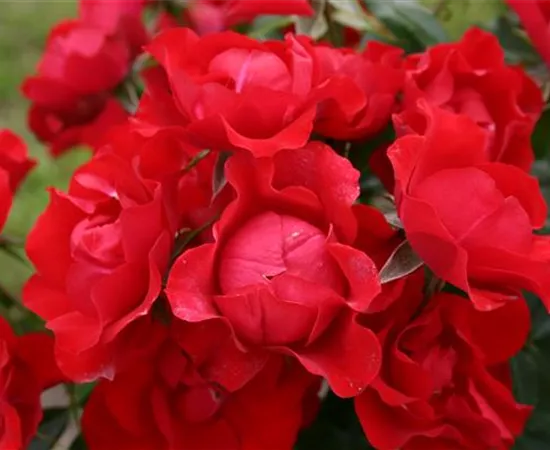 Rosa 'Black Forest Rose'®