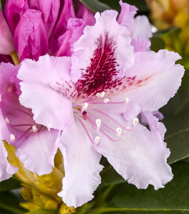 Rhododendron 'Progrs' | RICOTER Erdaufbereitung AG