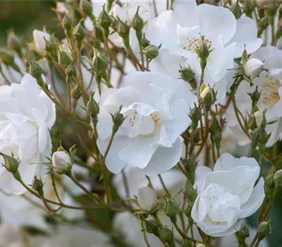 Rosa 'Bobby James'