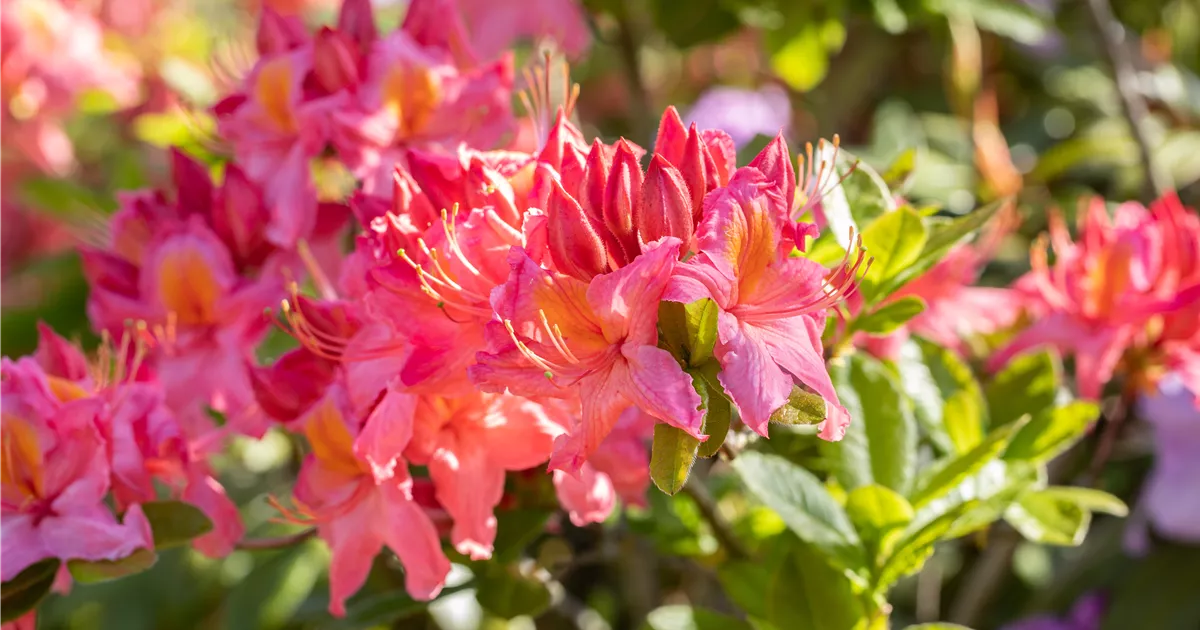 Rhododendron luteum 'Tunis', Sommergrne Azalee 'Tunis' | RICOTER  Erdaufbereitung AG