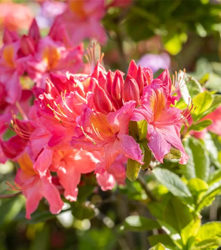 Rhododendron luteum 'Tunis', Sommergrne Azalee 'Tunis' | RICOTER  Erdaufbereitung AG