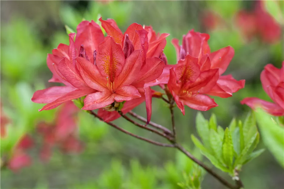 nova zembla rhododendron hybride Nova Zembla Rhododendron