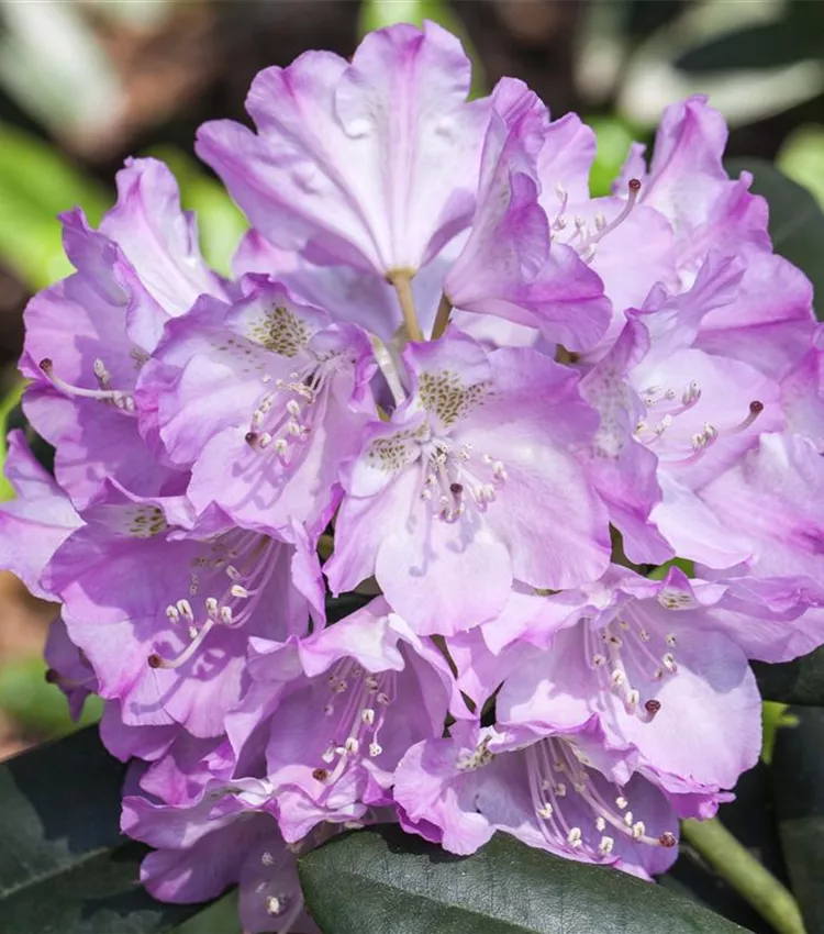 Rhododendron 'Purpureum Grandiflorum' Rhododendron 'Purpureum Grandiflorum'