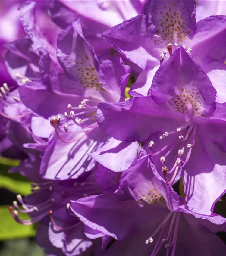 Rhododendron 'Purpureum Grandiflorum' Rhododendron 'Purpureum Grandiflorum'