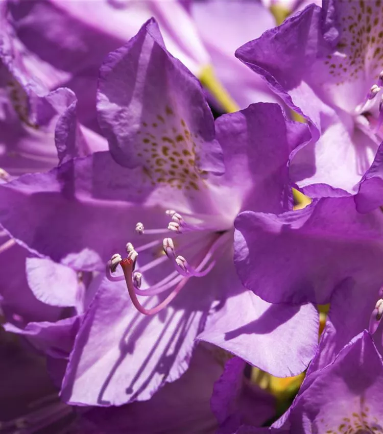 Rhododendron 'Purpureum Grandiflorum' Rhododendron 'Purpureum Grandiflorum'