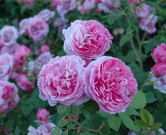 Rosa borbonica