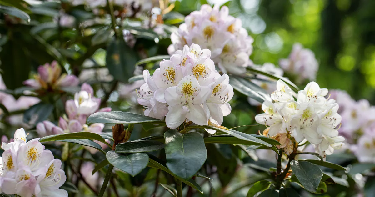 Rhododendron 'Madame Carvalho' | RICOTER Erdaufbereitung AG