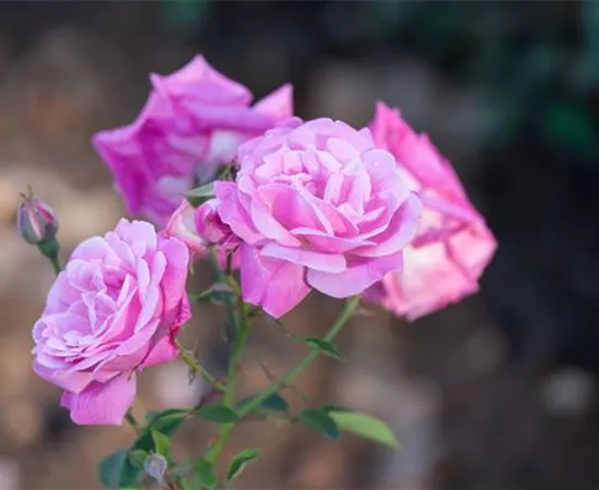 Rosa borbonica 'Hermosa'