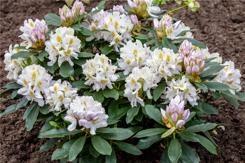 Rhododendron 'Madame Masson', Rhododendron-Hybride 'Madame Masson' |  RICOTER Erdaufbereitung AG