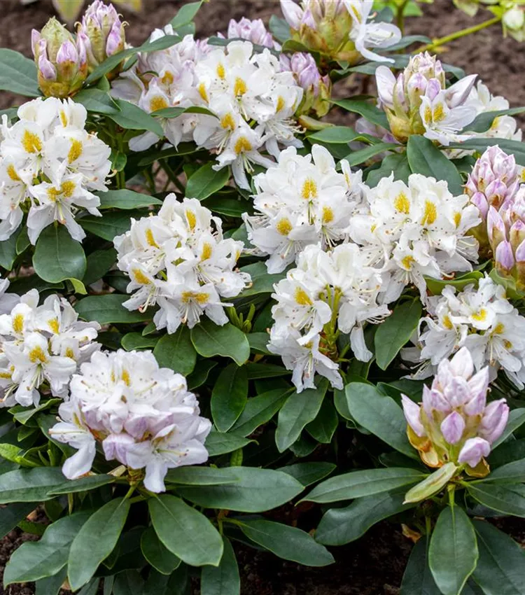 Rhododendron 'Madame Masson', Rhododendron-Hybride 'Madame Masson' |  RICOTER Erdaufbereitung AG