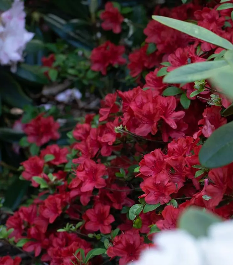 Rhododendron repens, Zwergrhododendron | RICOTER Erdaufbereitung AG