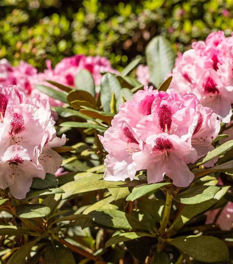 Rhododendron yakushimanum 'Nicoletta', Rhododendron 'Nicoletta' | RICOTER  Erdaufbereitung AG