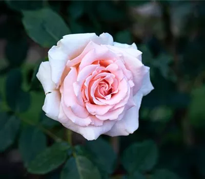 Rosa 'Breath of Life'
