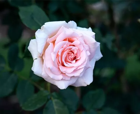 Rosa 'Breath of Life'