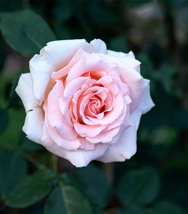 Kletterrose 'Breath of Life'