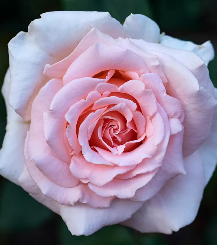 Kletterrose 'Breath of Life'
