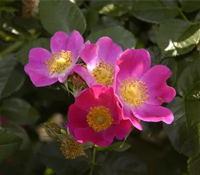 Rosa carolina