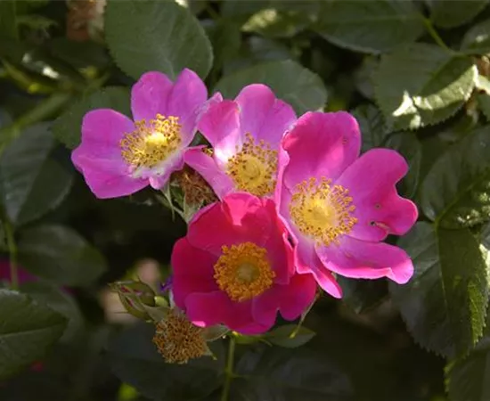 Rosa carolina