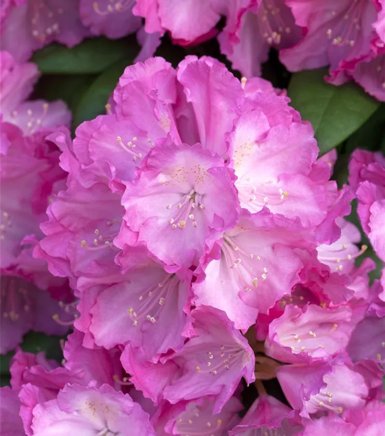 Rhododendron yakushimanum 'Polaris', Yaku-Rhododendron 'Polaris' | RICOTER  Erdaufbereitung AG