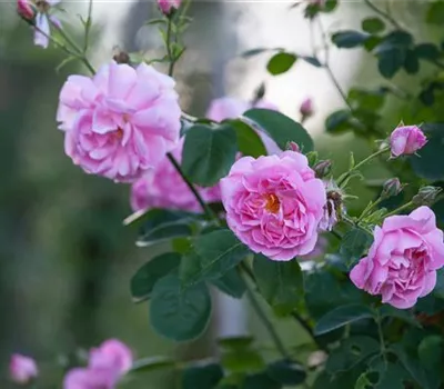Rosa 'Christine Wright'