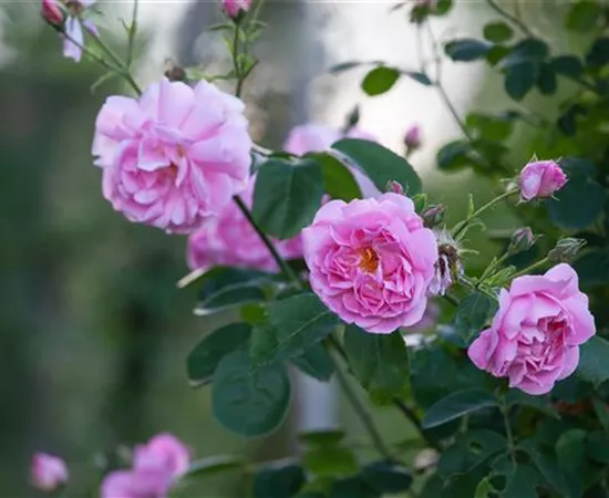 Rosa 'Christine Wright'