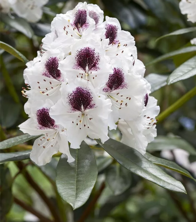 Rhododendron 'Maroon Sappho'