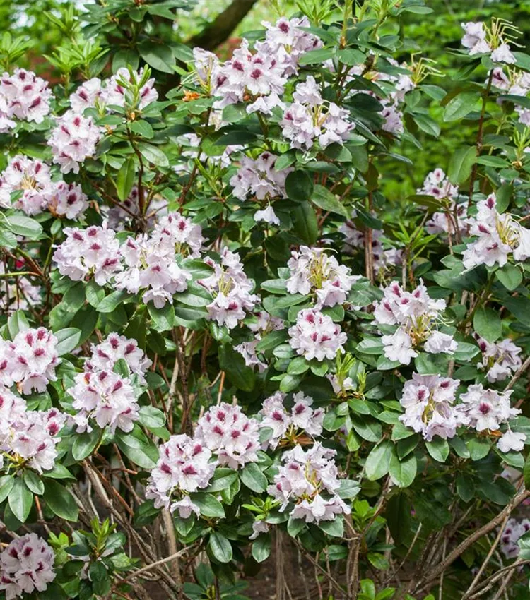 Rhododendron 'Maroon Sappho'