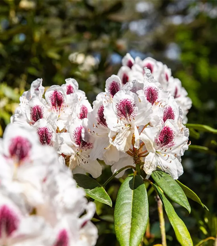Rhododendron 'Maroon Sappho'