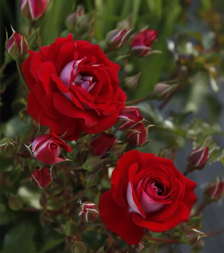 Zwergrose 'Corazon'®