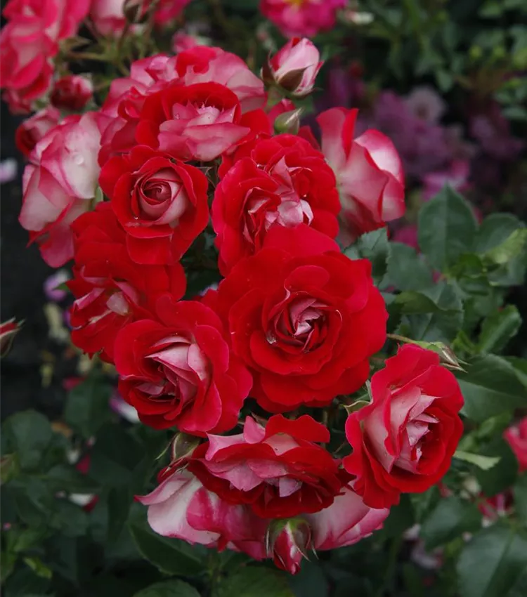 Zwergrose 'Corazon'®