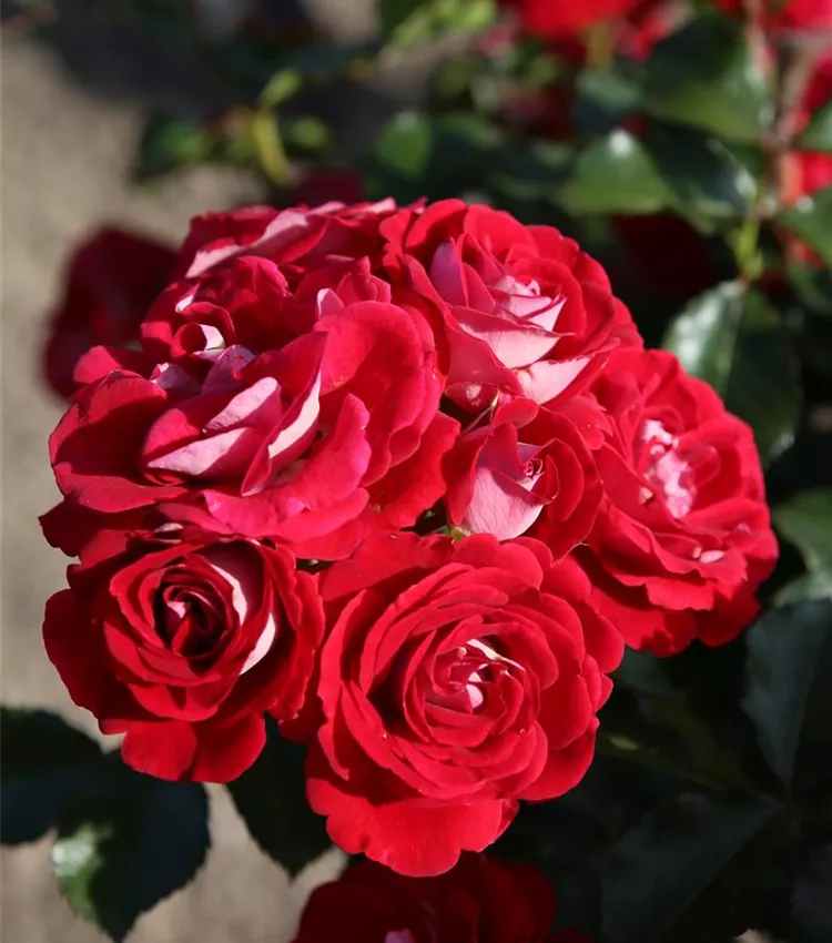 Zwergrose 'Corazon'®