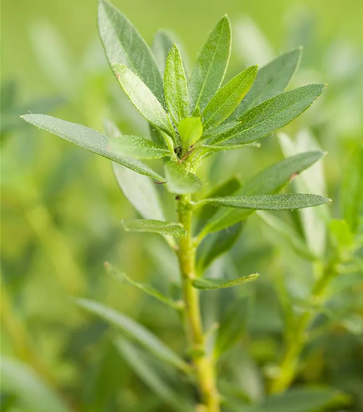 Zwergrhododendron