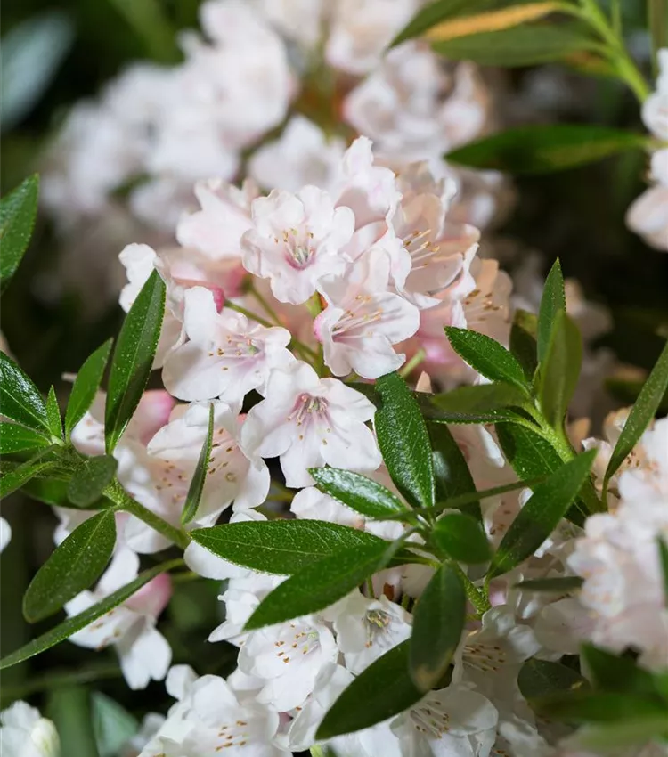 Zwergrhododendron