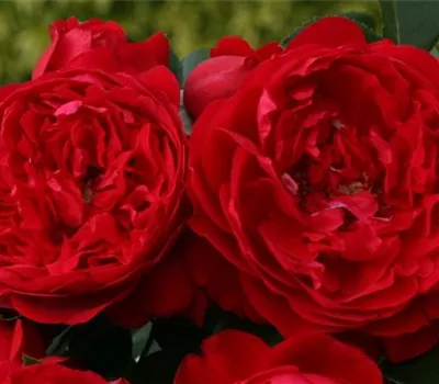 Rosa 'Florentina'®