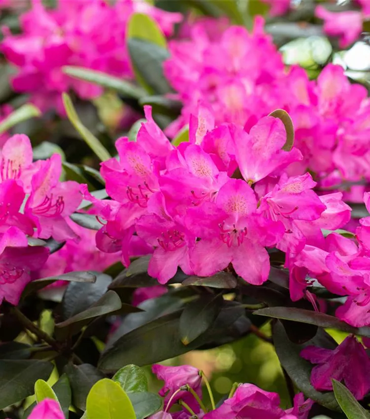 Rhododendron