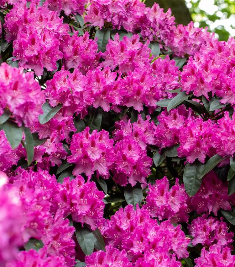 Rhododendron