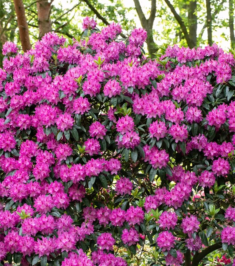 Rhododendron