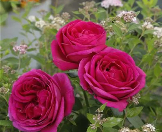Rosa 'Für Elise'®