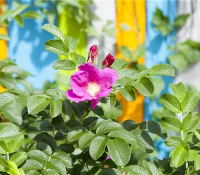 Rosa gallica