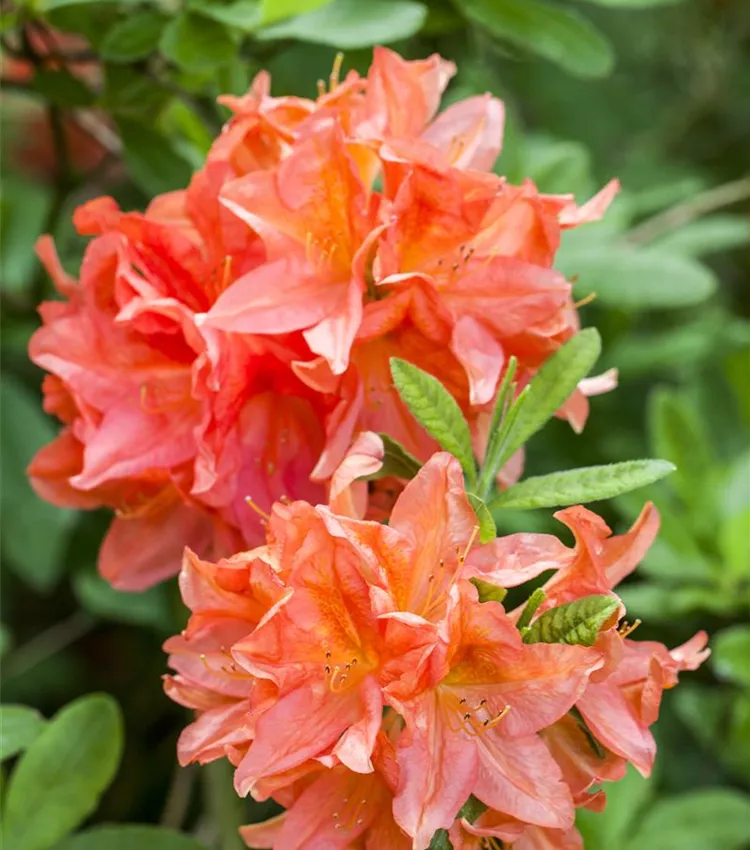Rhododendron molle, Sommergrne Azalee | RICOTER Erdaufbereitung AG