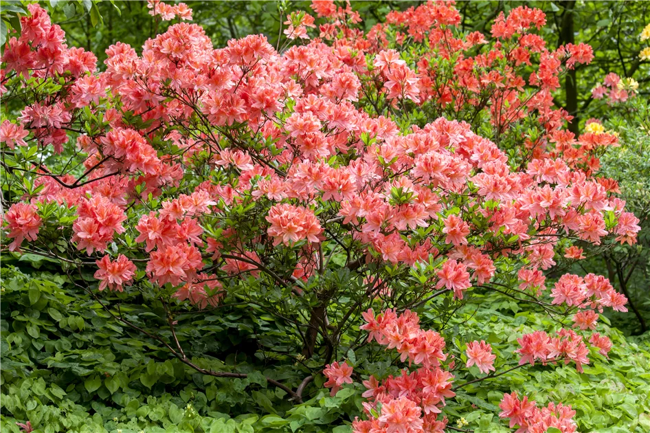 Rhododendron molle, Sommergrne Azalee | RICOTER Erdaufbereitung AG