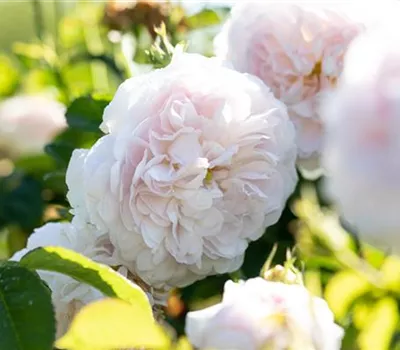 Rosa gallica 'Belle Isis'