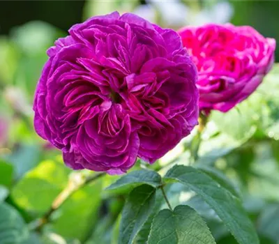 Rosa gallica 'Charles de Mills'