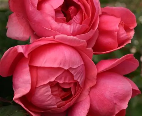 Rosa 'Gartenprinzessin Marie-José'®