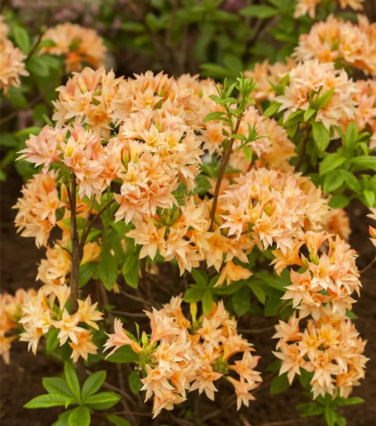 Rhododendron 'Freya'