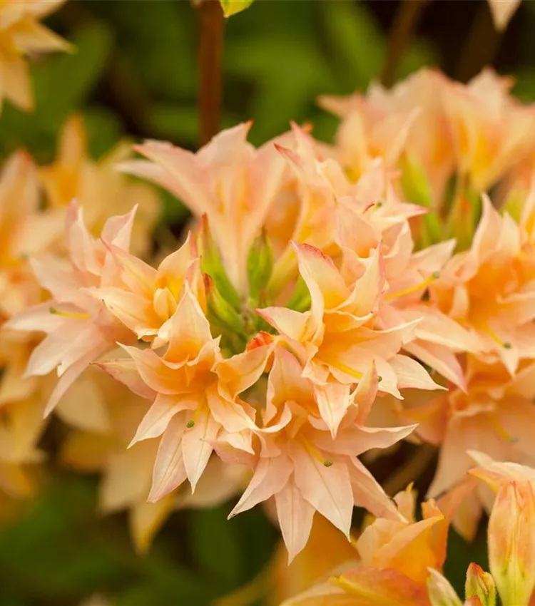 Rhododendron 'Freya'