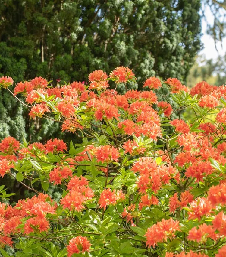 Rhododendron 'Freya'